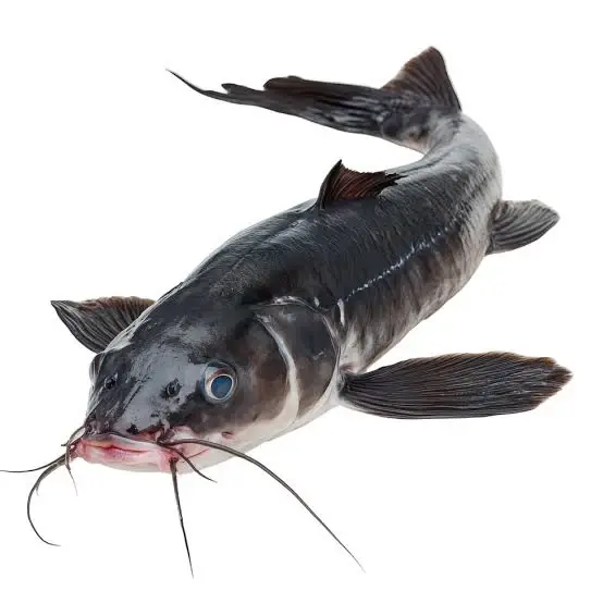 Catfish