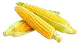 Corn Harvest